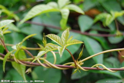 藤类植物|藤蔓植物